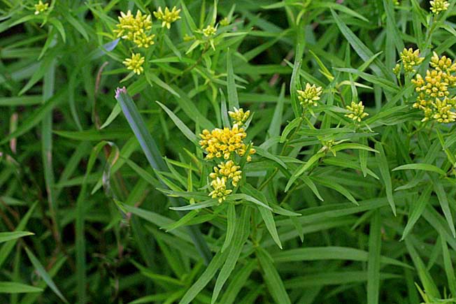 イトバアワダチソウ