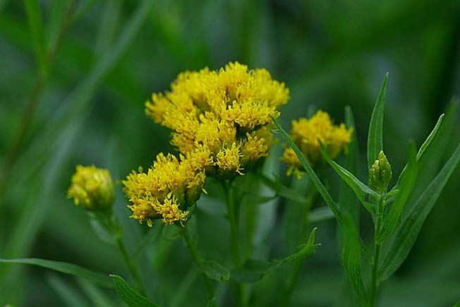 イトバアワダチソウ