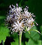 イワテヒゴタイ