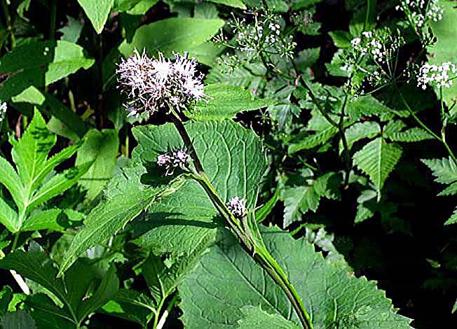 イワテヒゴタイ