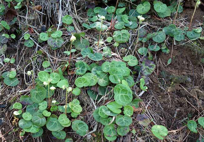 ジンヨウイチヤクソウ