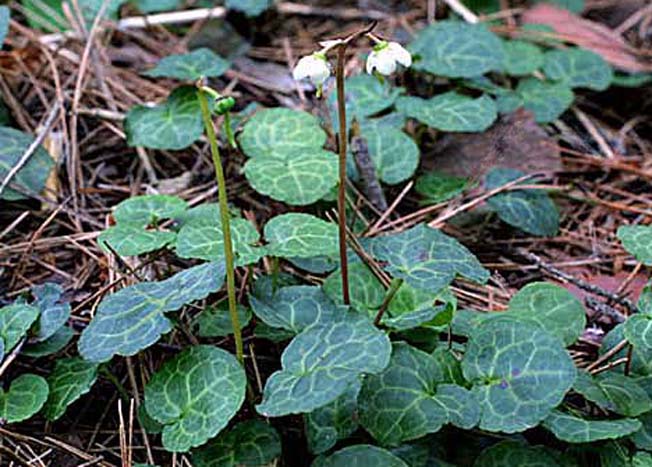 ジンヨウイチヤクソウ