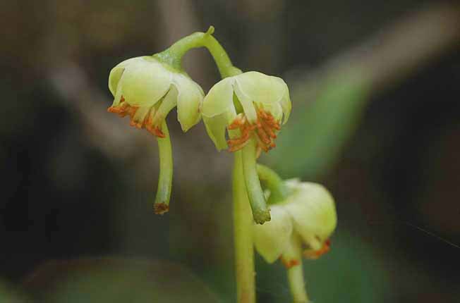 ジンヨウイチヤクソウ