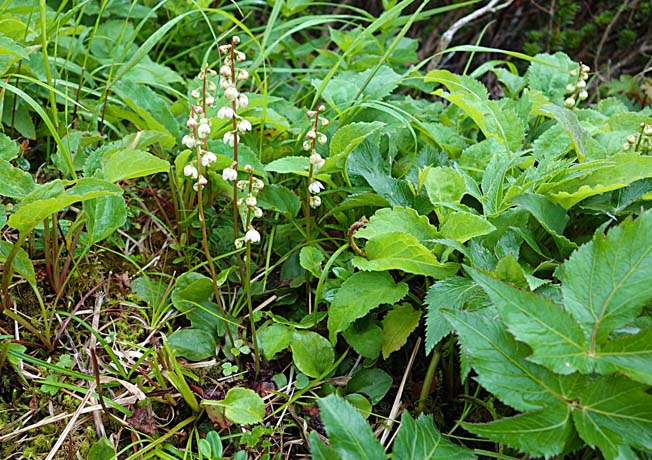 カラフトイチヤクソウ