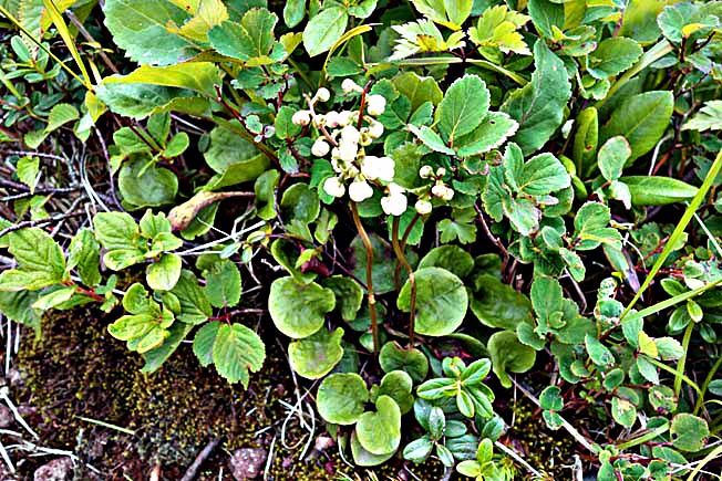 カラフトイチヤクソウ