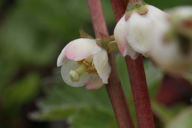 カラフトイチヤクソウ