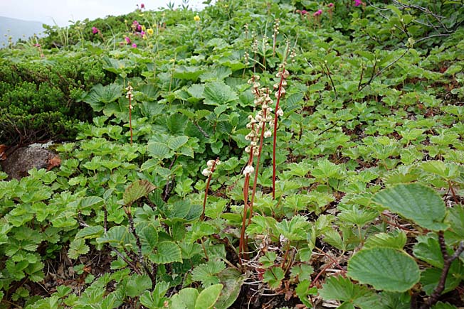 カラフトイチヤクソウ