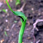 カラスビシャク