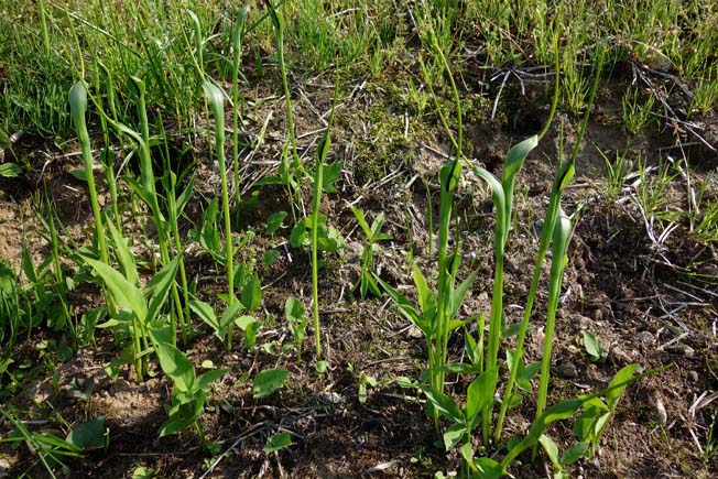 カラスビシャク