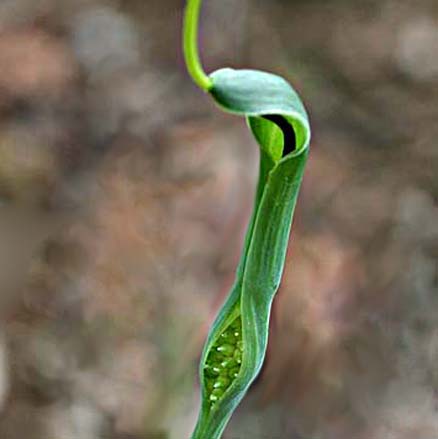 カラスビシャク