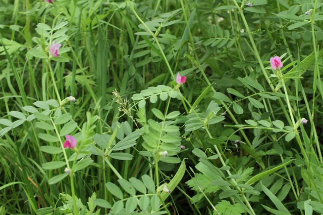 カラスノエンドウ