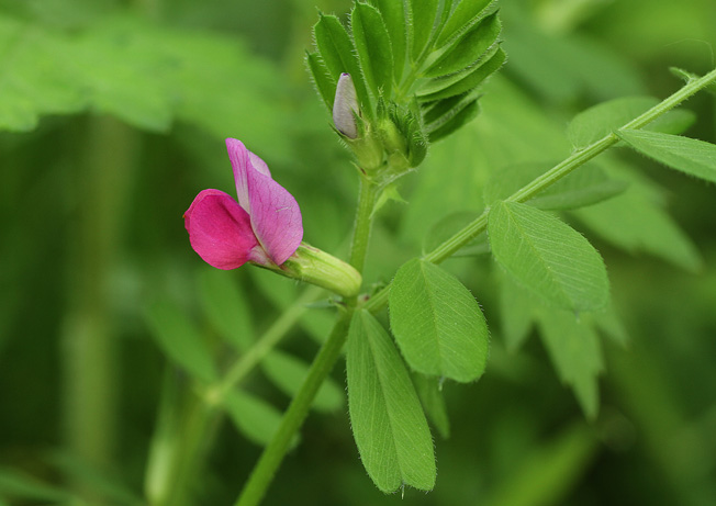 カラスノエンドウ