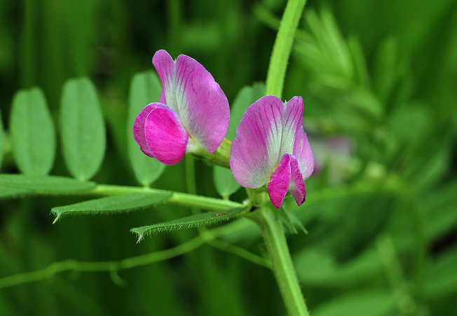 カラスノエンドウ