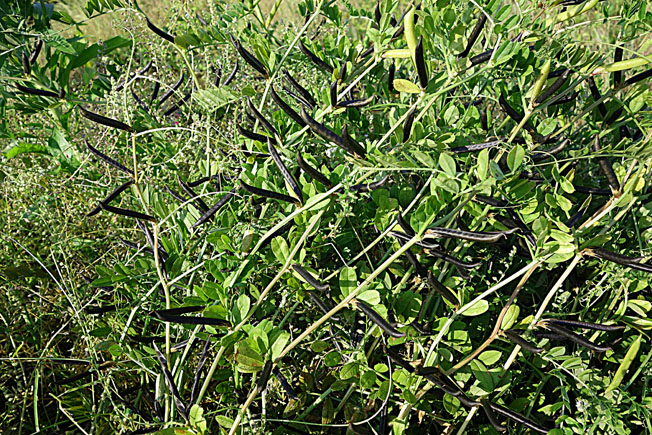 カラスノエンドウ