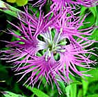 カワラナデシコ