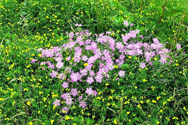 カワラナデシコ