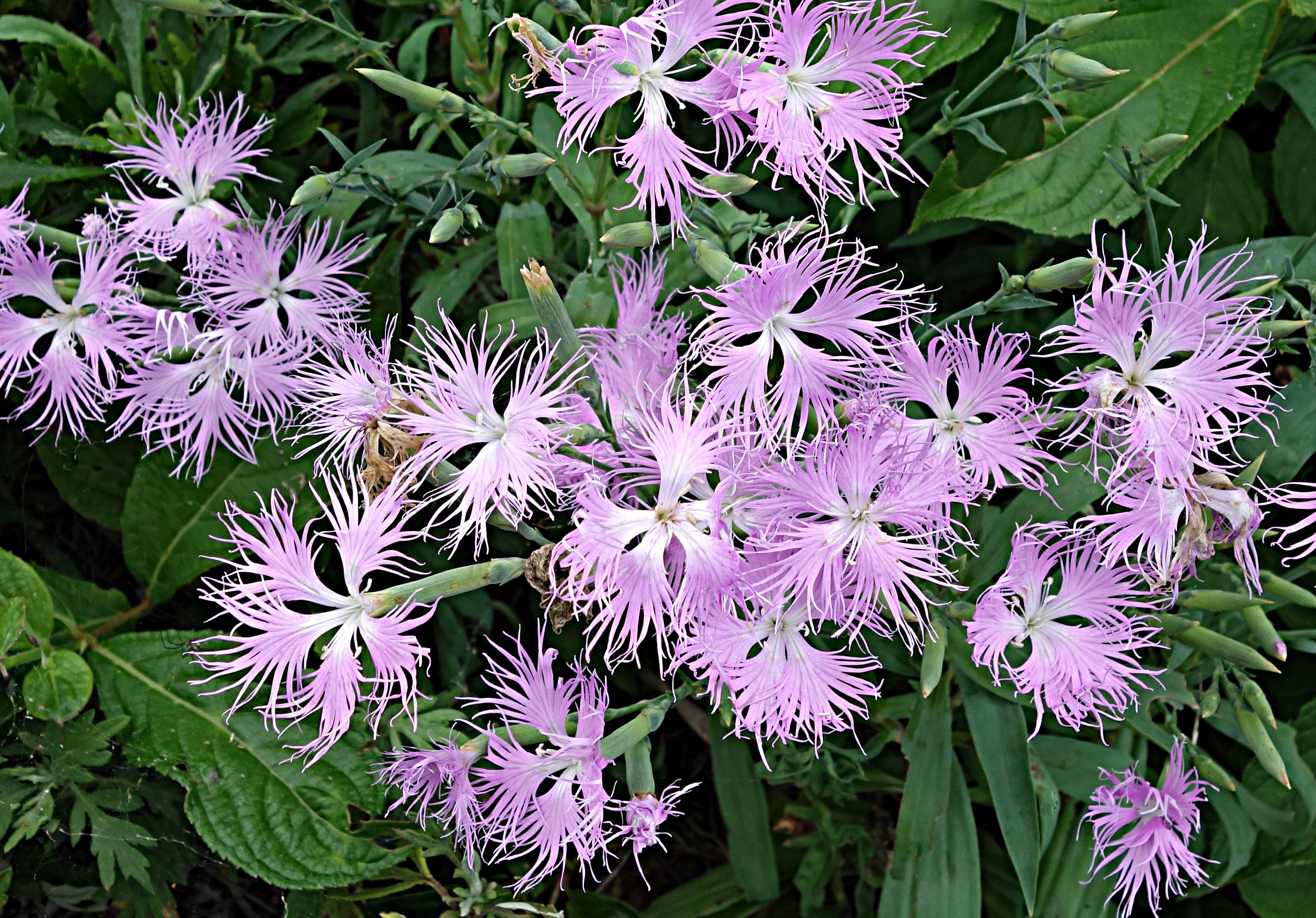 カワラナデシコ