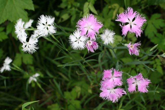 カワラナデシコ