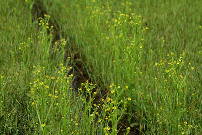 ケキツネノボタン