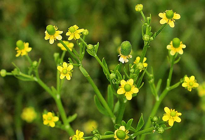 ケキツネノボタン