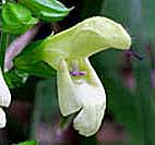 キバナアキギリ