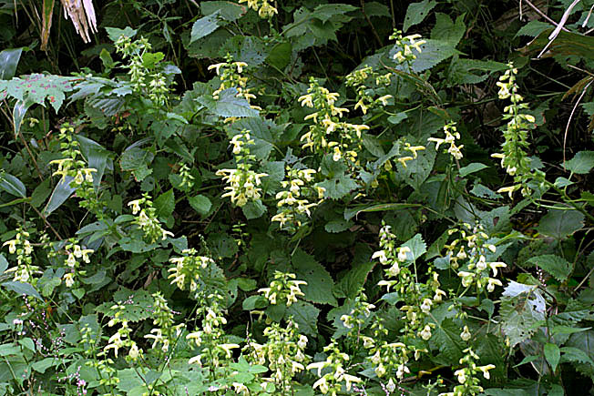 キバナアキギリ