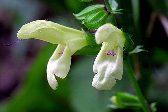 キバナアキギリ