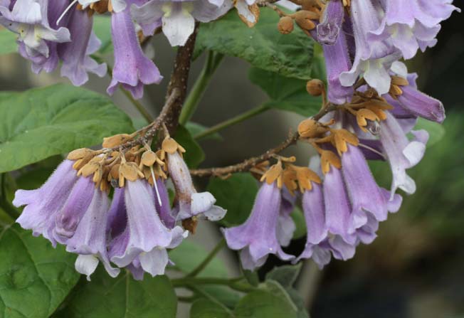 キバナアキギリ