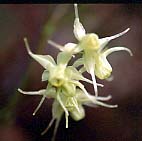 キバナイカリソウ