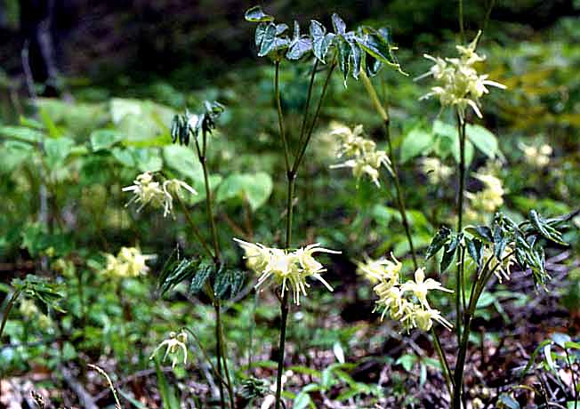 キバナイカリソウ