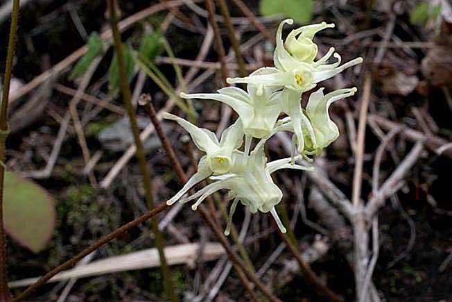 キバナイカリソウ