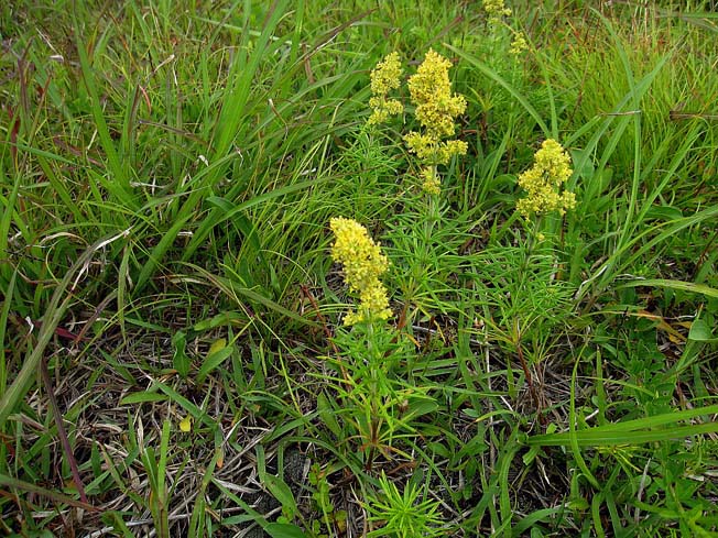 キバナカワラマツバ