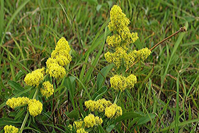 キバナカワラマツバ