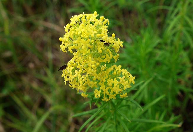 キバナカワラマツバ