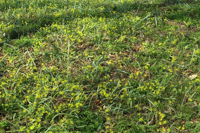 キバナノアマナ