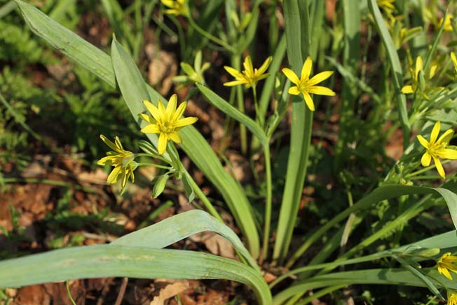 キバナノアマナ