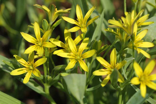 キバナノアマナ