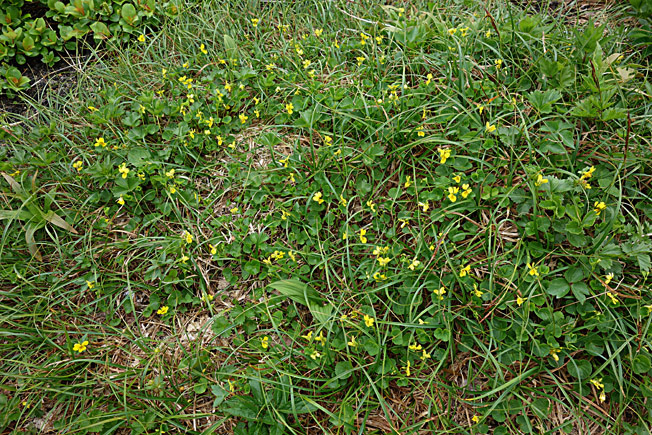 キバナノコマノツメ