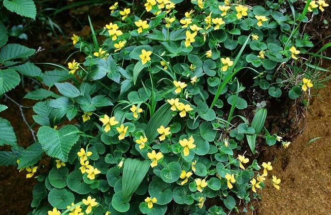 キバナノコマノツメ