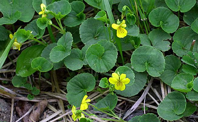 キバナノコマノツメ