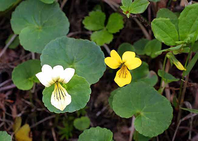 キバナノコマノツメ