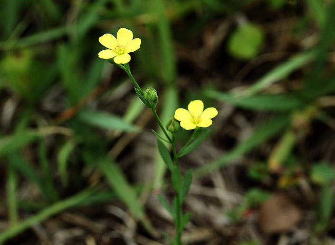 キバナノマツバニンジン