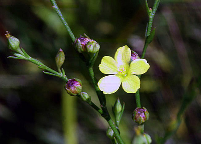 キバナノマツバニンジン