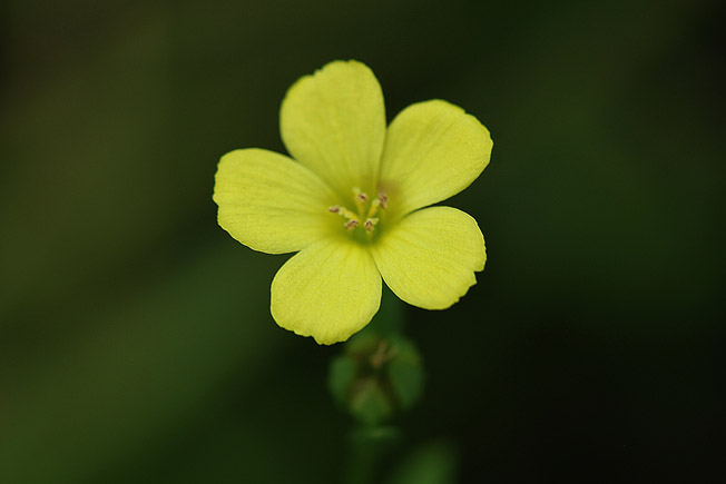 キバナノマツバニンジン
