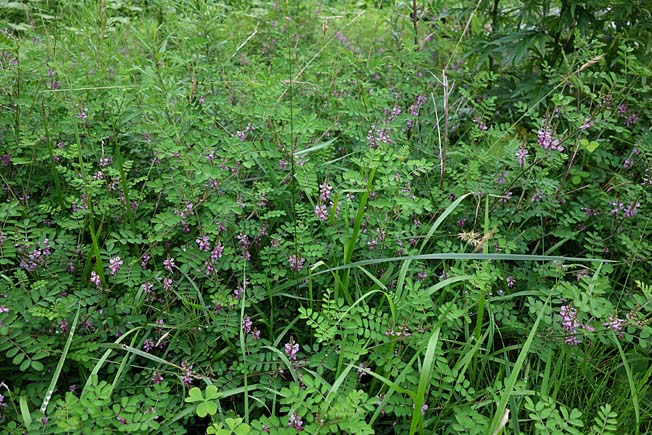 キダチコマツナギ