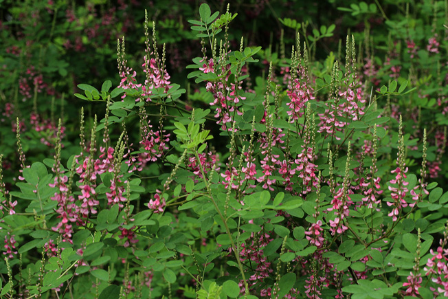 キダチコマツナギ