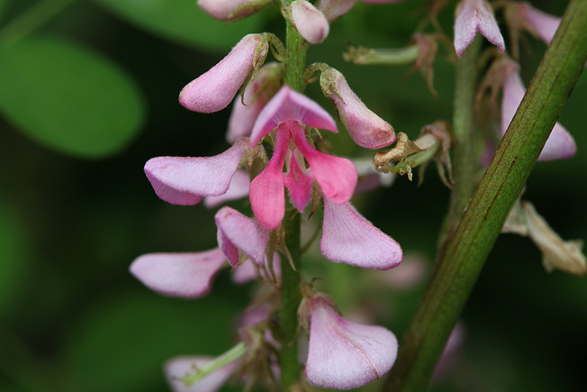 キダチコマツナギ