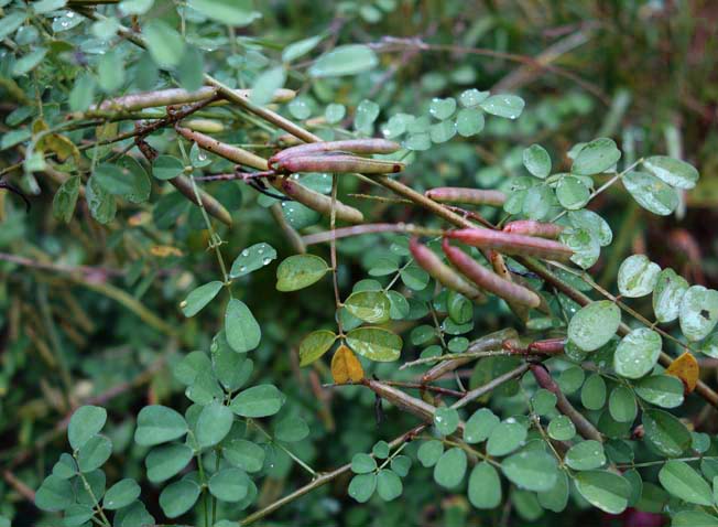 キダチコマツナギ