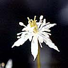 キクバオウレン