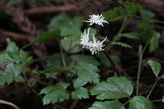 キクバオウレン